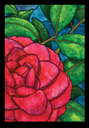 Christmas Camellia 