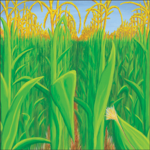 Corn Field Scrapbook Paper