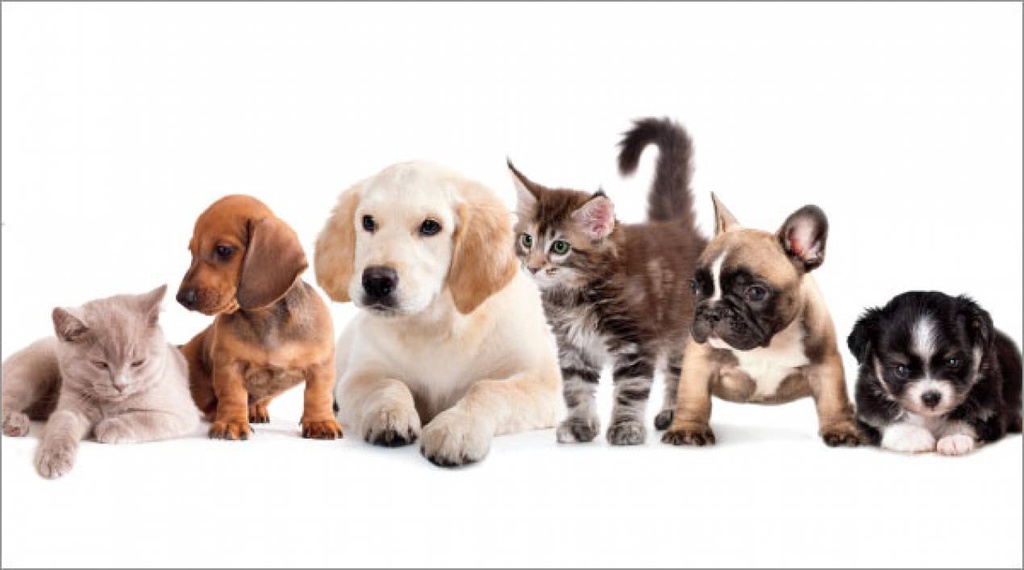 Animals Pocket Planner-PPU235