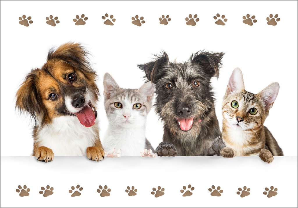 Pet Note Cards - BL270