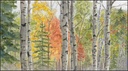 Wooded Forest Pocket Planner