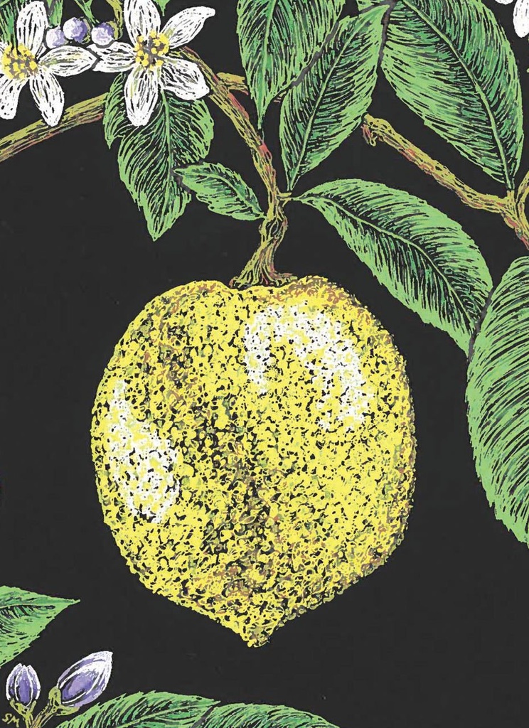 BBL02 - 3.5 x 5 Lemon and Blossoms on a Branch Note Cards