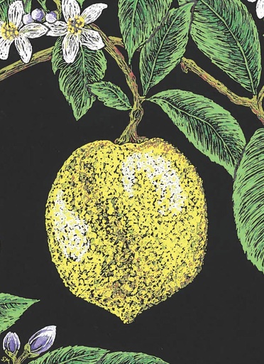 [BBL02] BBL02 - 3.5 x 5 Lemon and Blossoms on a Branch Note Cards